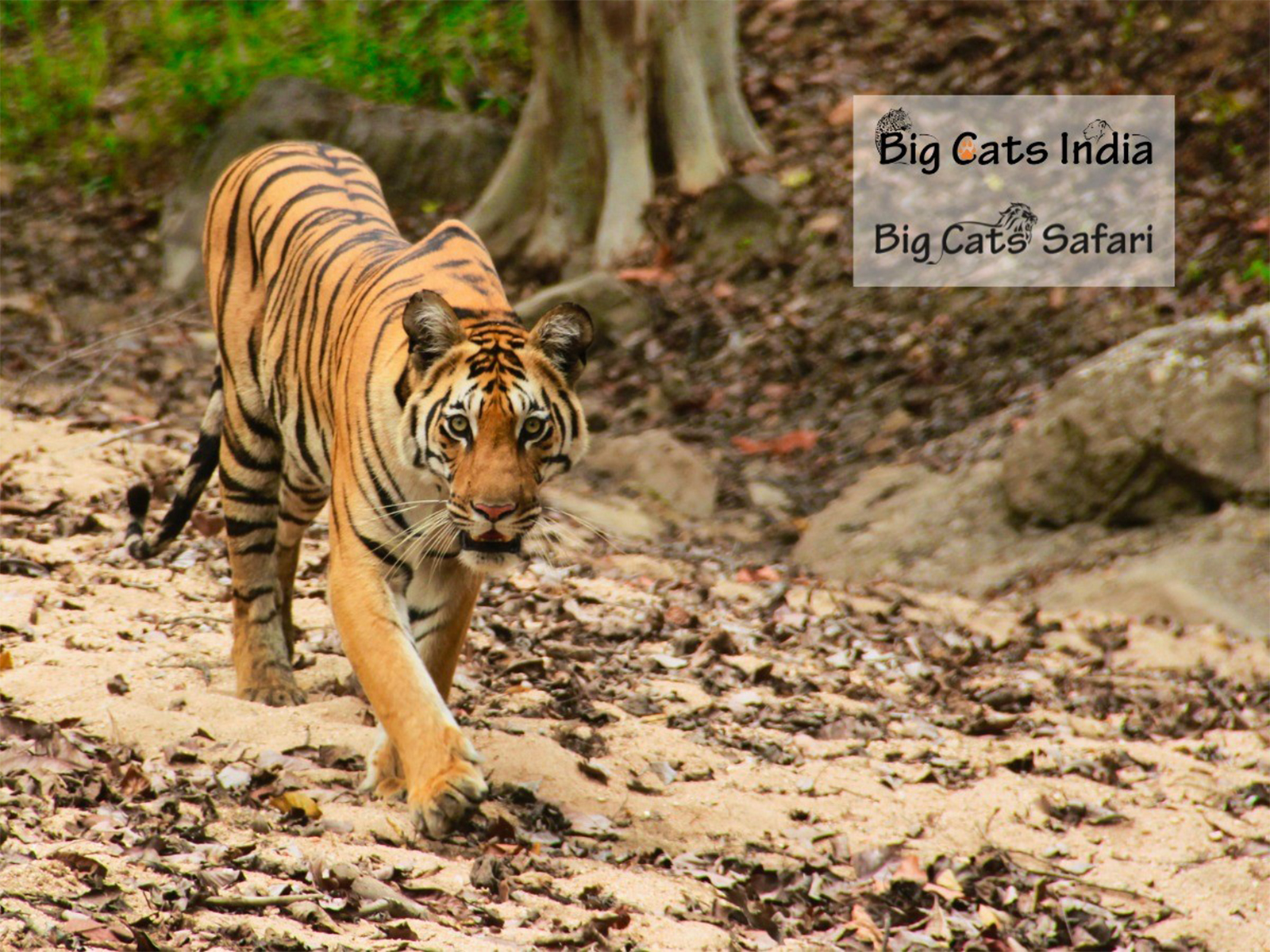 Tennis player James Blake