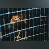 France raises bird flu alert level to 'high' after fresh outbreaks