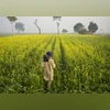 mustard field, Farmer, agriculture, Field mustard field, Farmer, agriculture, Field
