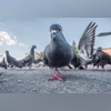 pigeon