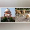 Supreme Court, Stray dogs