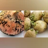 Black-spotted onions & sprouted potatoes: Here's what you should know