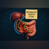 gut–liver metabolites Harvard study on gut–liver metabolites