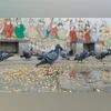 pigeon feeding ban India pigeon feeding ban India