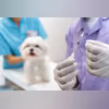 rabies vaccination pets rabies vaccination pets