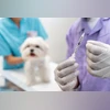 rabies vaccination pets