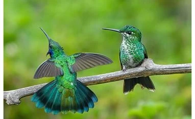 birds, mountain birds birds, mountain birds