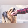 Rabies vaccine sales hit 5-year high in 2025 amid rise in dog bite cases With dog bite cases rising nationwide, sales of anti-rabies vaccines and immunoglobulins are rebounding after Covid, highlighting renewed urgency to prevent a deadly but avoidable disease