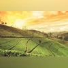A new production low in 2025 would hardly be unexpected for Darjeeling, whose fabled gardens — home to the “champagne of teas” — have been hitting fresh lows year after year A new production low in 2025 would hardly be unexpected for Darjeeling, whose fabled gardens — home to the “champagne of teas” — have been hitting fresh lows year after year