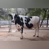 Karan Fries cow, cattle, cow, synthetic cattle breed