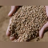 Dried Distillers' Grains with Solubles Dried Distillers’ Grains with Solubles