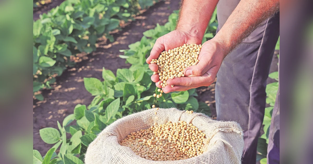 Soybean oil rallies in CBOT as India agrees to cut duties on US supplies