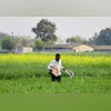 Farmers, Farmer, agriculture, fertilizer Farmers, Farmer, agriculture, fertilizer