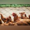 poultry, chicken farm saudi arabia poultry ban