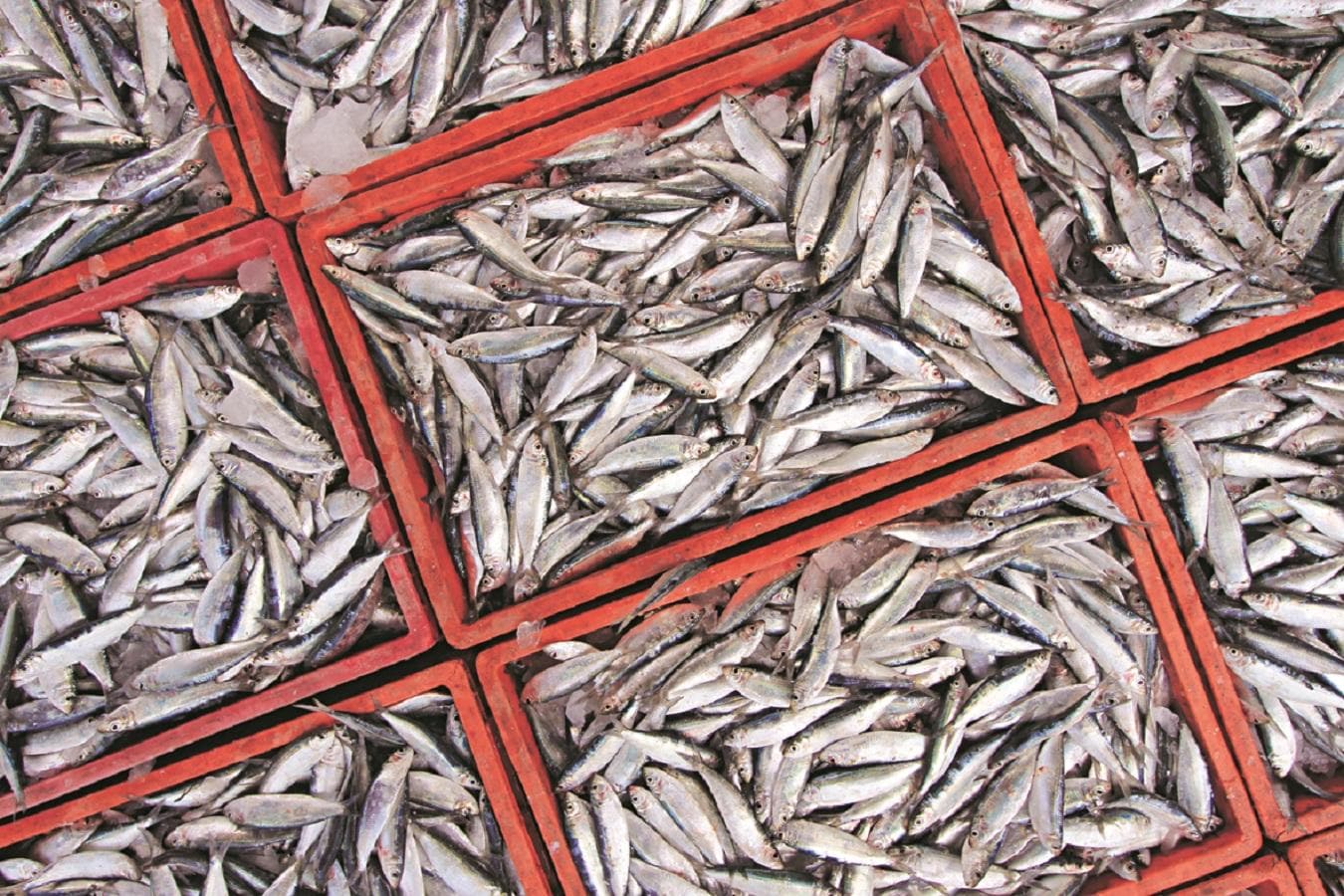 India's marine product exports up, rice down in FY26: Trade data