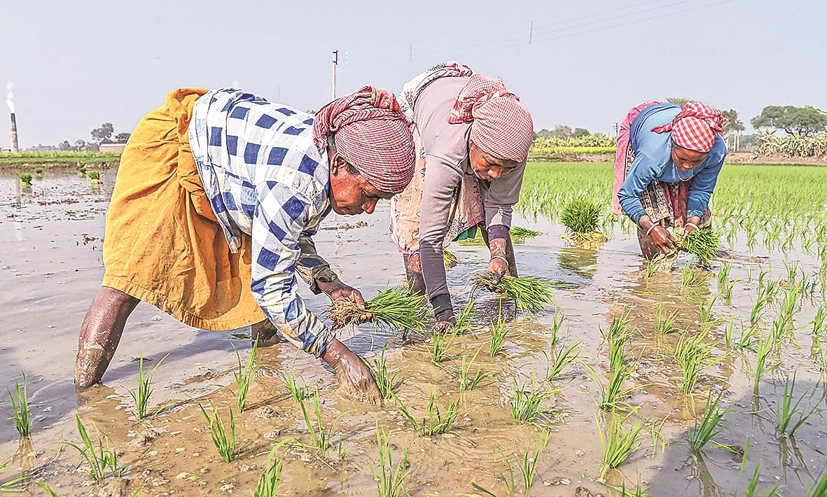 Uttar Pradesh, Tamil Nadu: Two success stories in India's agriculture