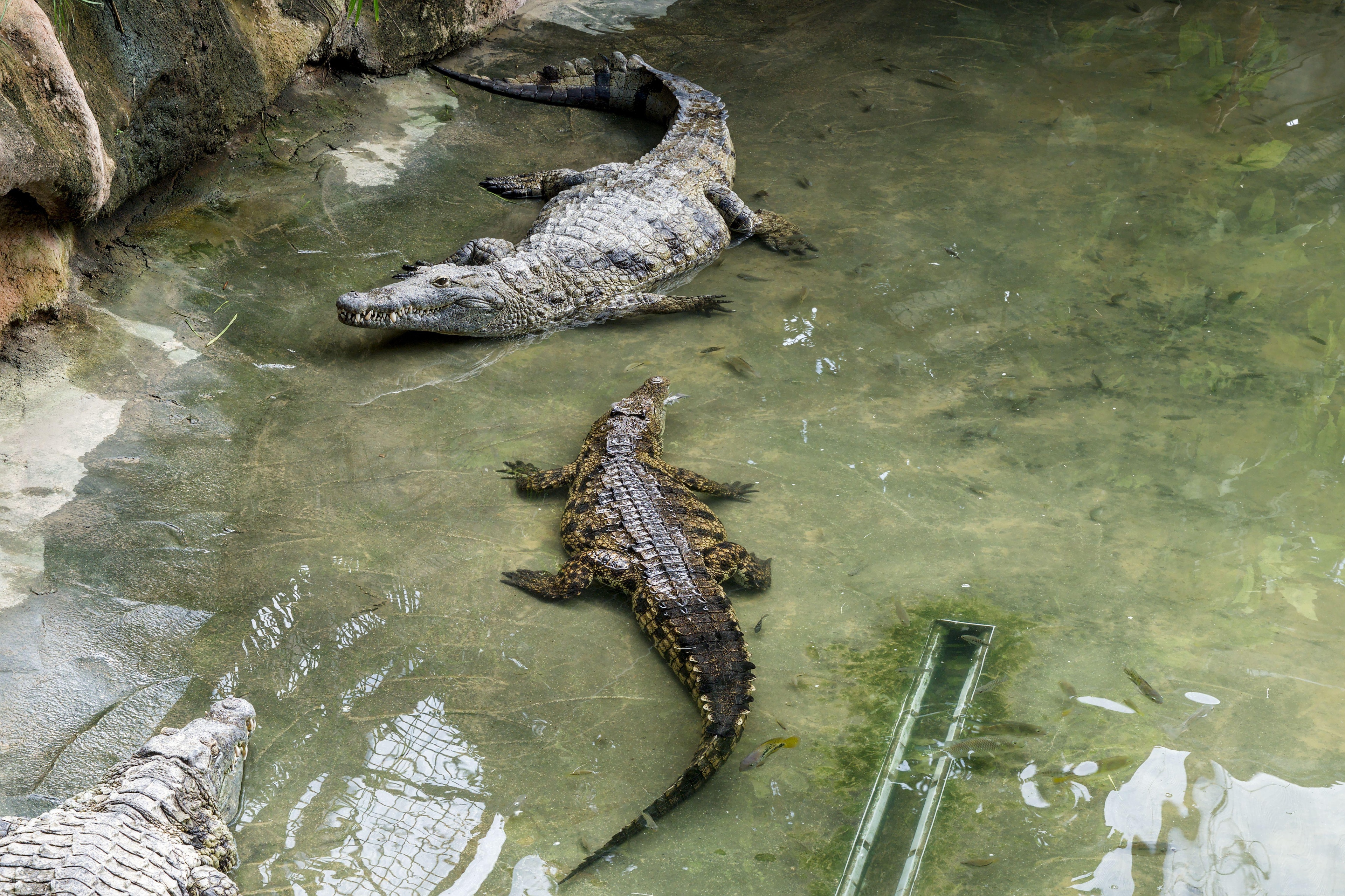 Birds and crocodiles may share a warm-blooded past, fossil study suggests