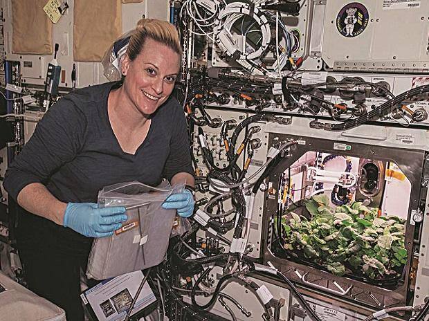 Food for space: Radish adds to hope of human colonies on Mars, Moon - Vimarsana News