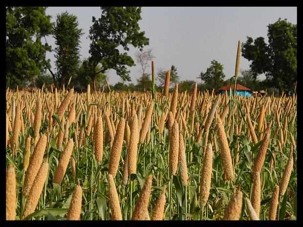 Climate-resilient grains