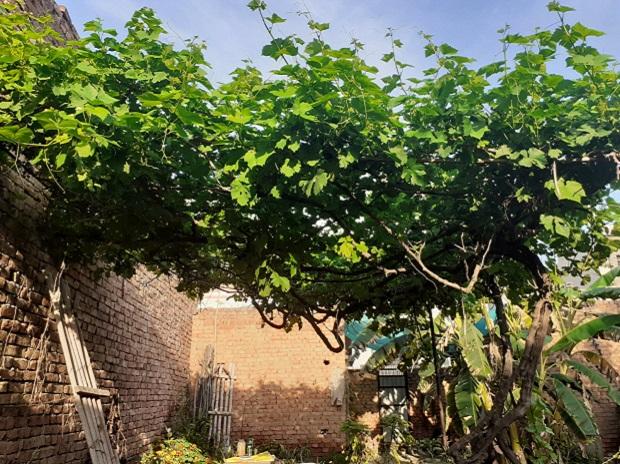 Nurturing horticulture