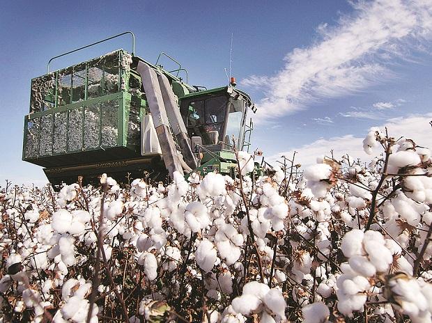 A cotton crisis is upon us as climate change takes a toll on crops - Business Standard