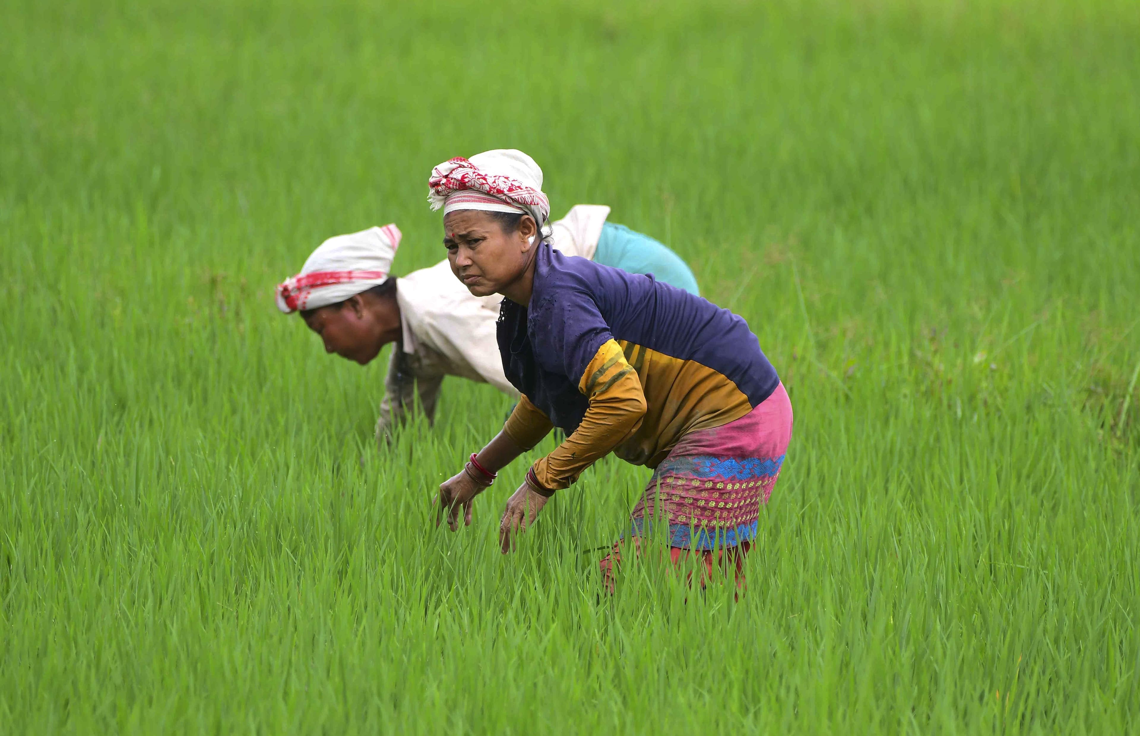 Women Strengthen Their Presence in Agriculture and Agri-Tech Sectors