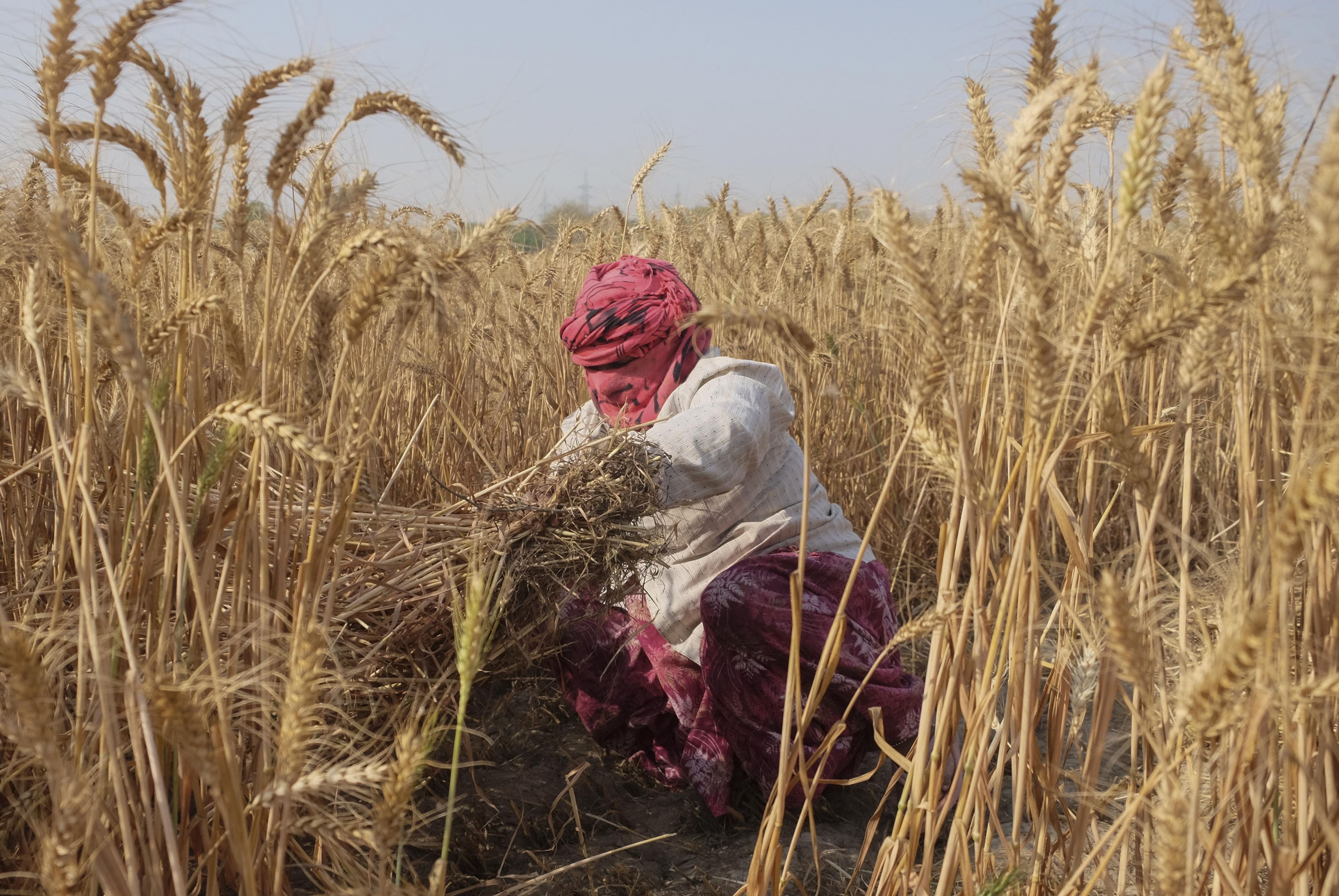 Wheat Cultivation Area Steady for 2026-27 Despite Low Monsoon Rainfall