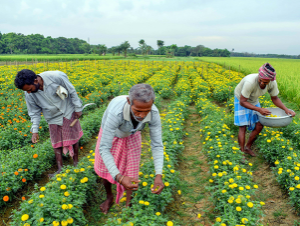 Farmers pluck flowers in an orchard during ongoing COVID lockdown in Nadia district. Photo: PTI
