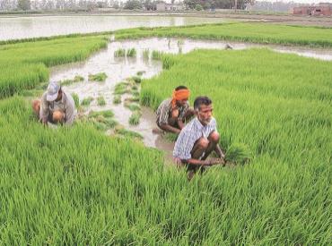 Here's how kharif planting gets a monsoon booster across the country