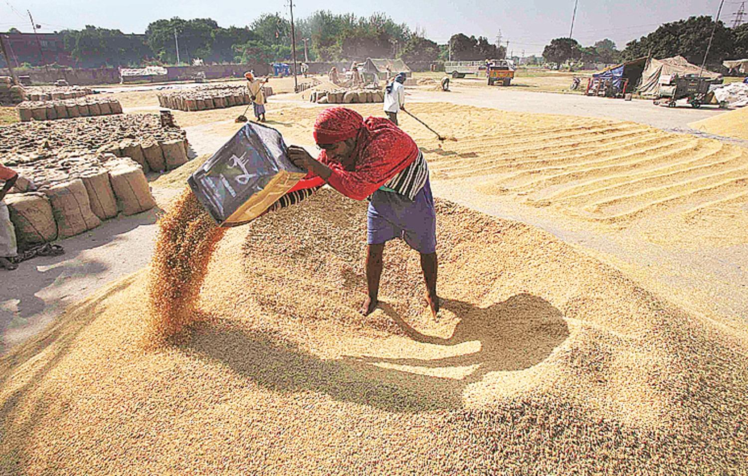 Centre lifts ban on wheat product exports after more than three years