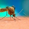 Mosquito, Dengue