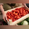 tomatoes