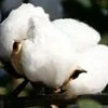 Whitefly attack: Punjab wants Cotton Corp to rescue farmers