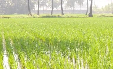 Nath Bio-Genes (India) hits new high; stock soars over 50% in 8 days Rice field