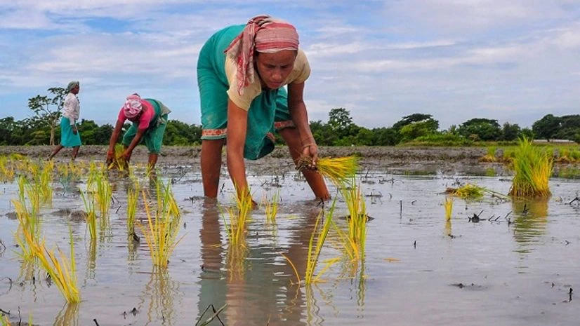 Farmers, Cultivation Farmers, Cultivation
