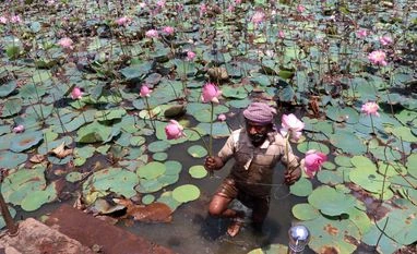 World environment day A farmer picks lotus flowers from a sweet water lake on the eve of World Environment Day, in Candolim on Thursday.