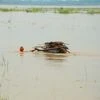 Floods, NDRF, Rains