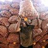 onion, commodity