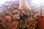 onion, commodity onion, commodity