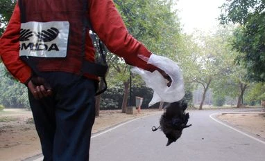 Avian Influenza: Samples sent to NIHSAD Bhopal for tests found negative GMDA worker carrying the carcass of a crow amid the bird flu outbreak in Gurugram