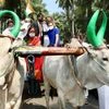 Congress leader Rahul Gandhi rides a bullock cart during a rally at Karur