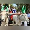 Congress leader Rahul Gandhi rides a bullock cart during a rally at Karur