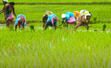 Paddy sowing rises 13% to 4.53 lakh hectare till June 13: Govt data paddy field