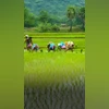 paddy field paddy field