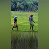 Agriculture