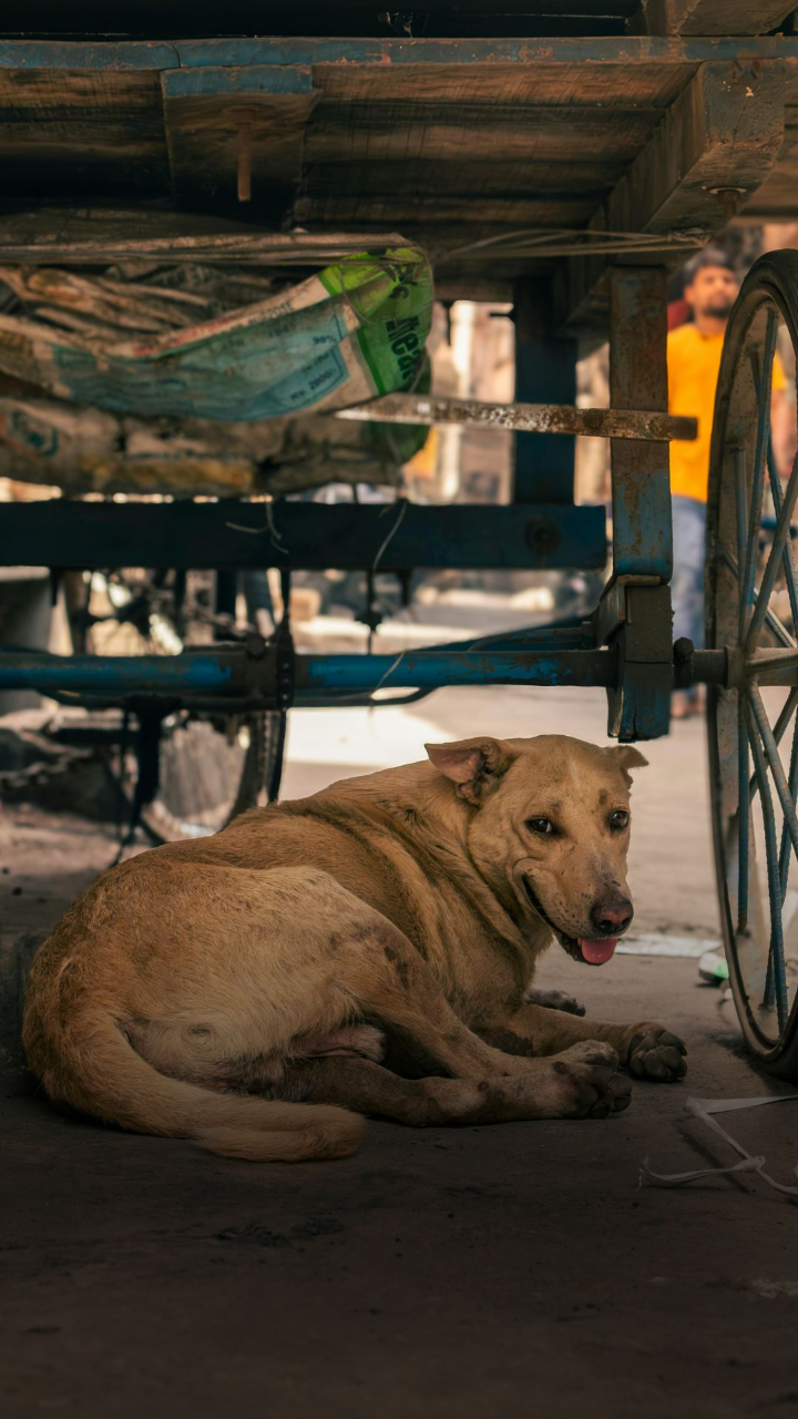 Street dogs