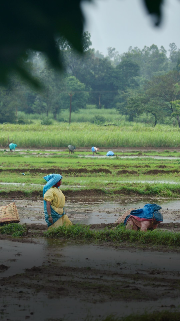 Shifting Monsoons, Shaping Agriculture