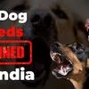 Centre bans 23 ‘Ferocious’ Dogs, bars people to keep them as pets