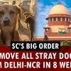 SC orders capture of stray dogs in Delhi-NCR, warns against resistance