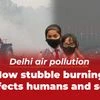 Delhi air pollution: How stubble burning affects humans and soil
